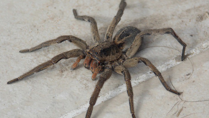 India: fue al hospital por un dolor de cabeza y le sacaron una araña viva del oído | Redes