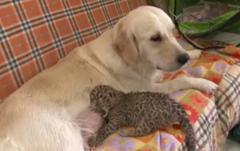 Video: perra adoptó a un leopardo recién nacido | Redes