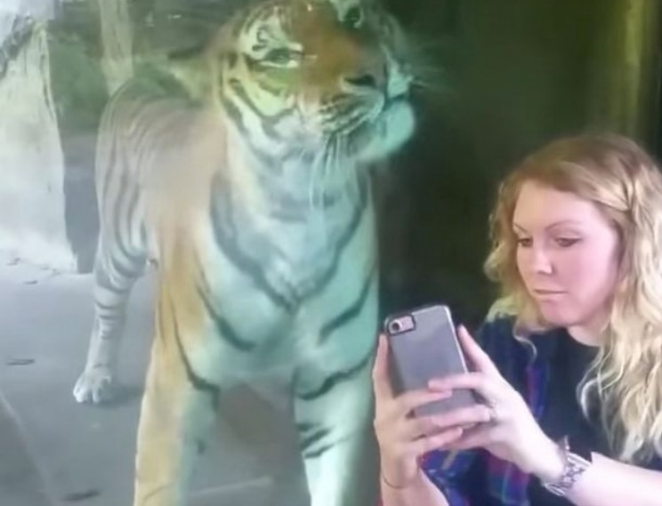 La tierna reacción de un tigre ante una mujer embarazada | Redes