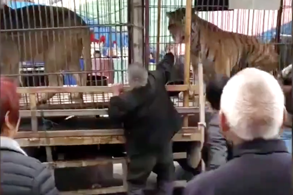 Fuertes imágenes: un hombre fue a alimentar a un tigre y perdió la mano | Redes