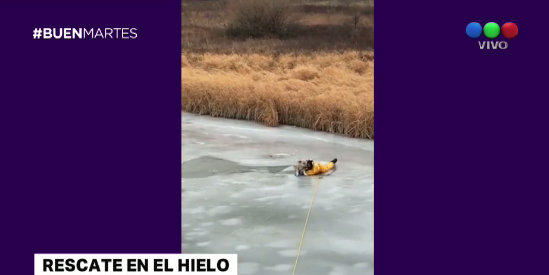 Buscan hogar para una perra herida por defender a su dueña, víctima de violencia de género | Redes