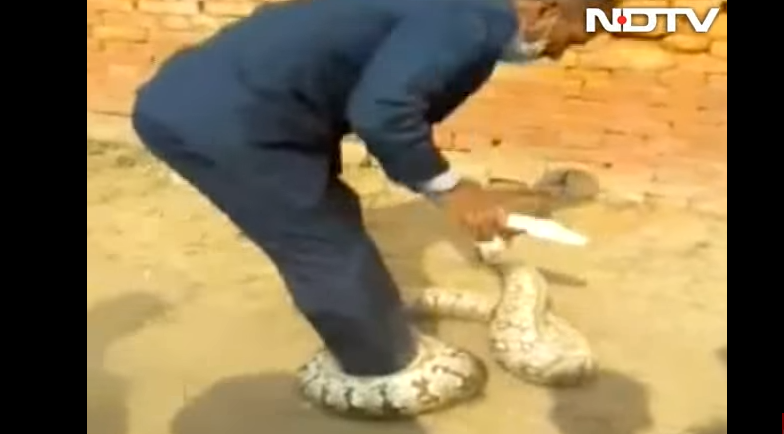 Video: un profesor capturó con sus propias manos a una pitón que fue encontrada en una universidad | Redes