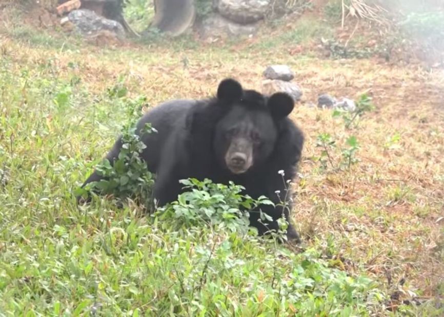 Video: osa ve la luz por primera vez luego de 10 años encerrada en una jaula | Redes