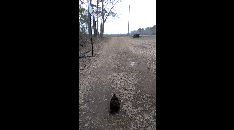 Increíble: este gallo corre para recibir a su dueña todos los días | Redes