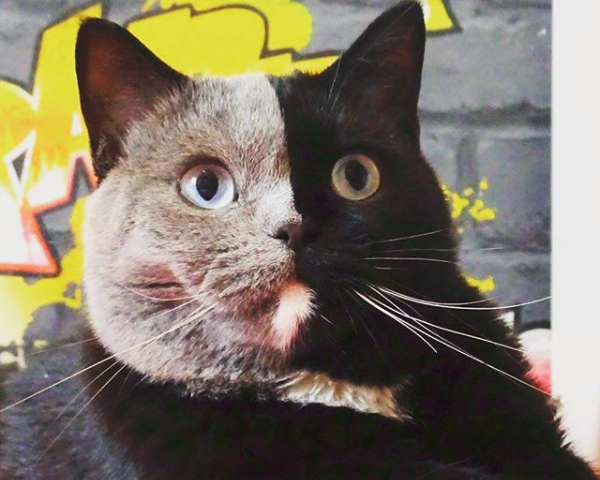 El gato de "dos caras" que es furor en las redes sociales | Redes