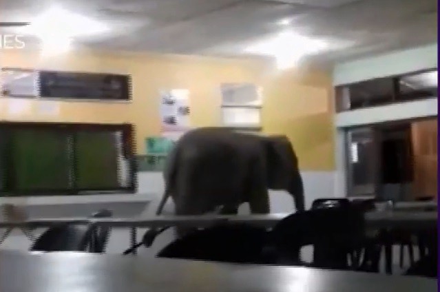Video: elefante irrumpió en una escuela | Redes