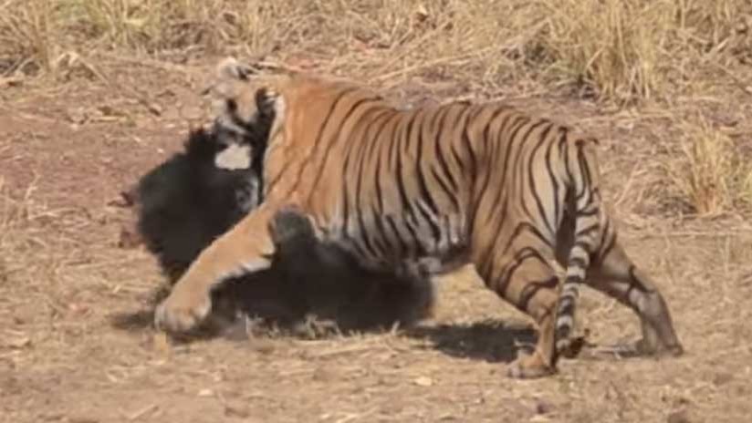 Video: la brutal pelea entre un tigre y una osa que defendía a su cría | Redes