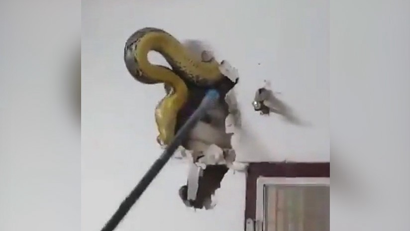 Impresionante video: descubrió una pitón de 4,5 metros en la pared de su casa | Redes