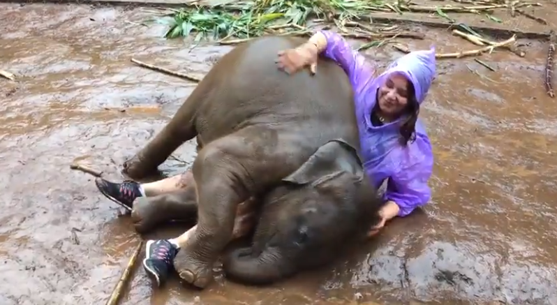 Viral tierno: un bebé de elefante se sienta sobre el regazo de una turista | Redes