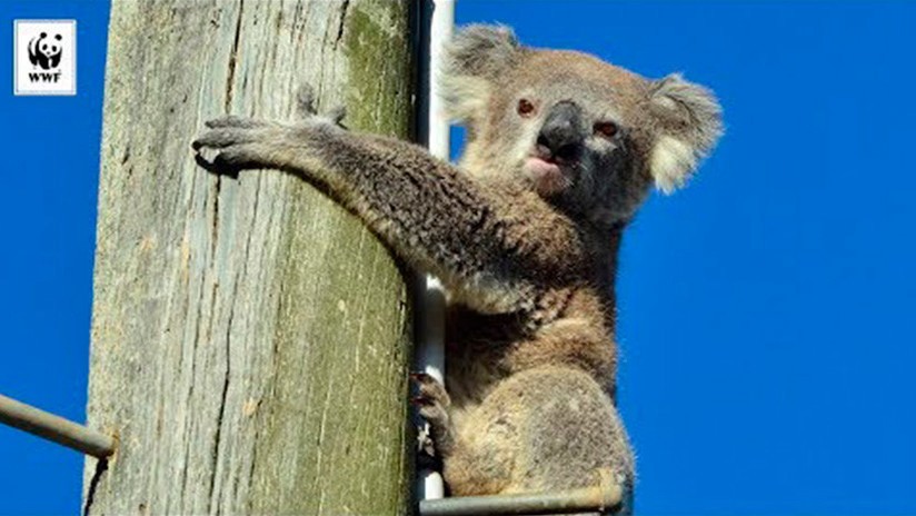 Video: rescataron a un koala que pasó dos días sin poder bajar de un poste bajo un sol abrasador | Redes