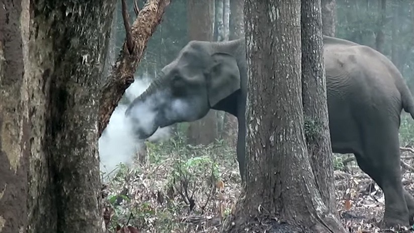 ¿Puede ser real?: el increíble video de un elefante fumando | Redes