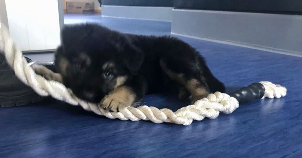 El nuevo integrante de la Armada chilena que conmueve a todos en las redes sociales | Redes