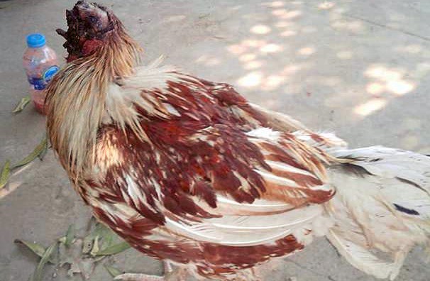 Sorpresa en Tailandia por la gallina que vive hace una semana sin cabeza | Redes