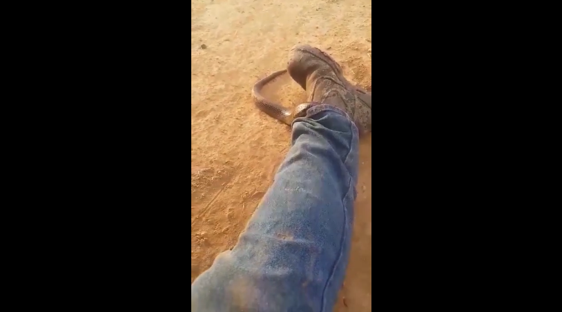 Impresionante: graba el momento en que una serpiente mortal se mete en su pantalón | Redes