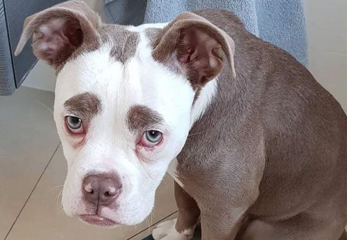 Viral: ésta es a la perrita más "triste" del mundo | Redes