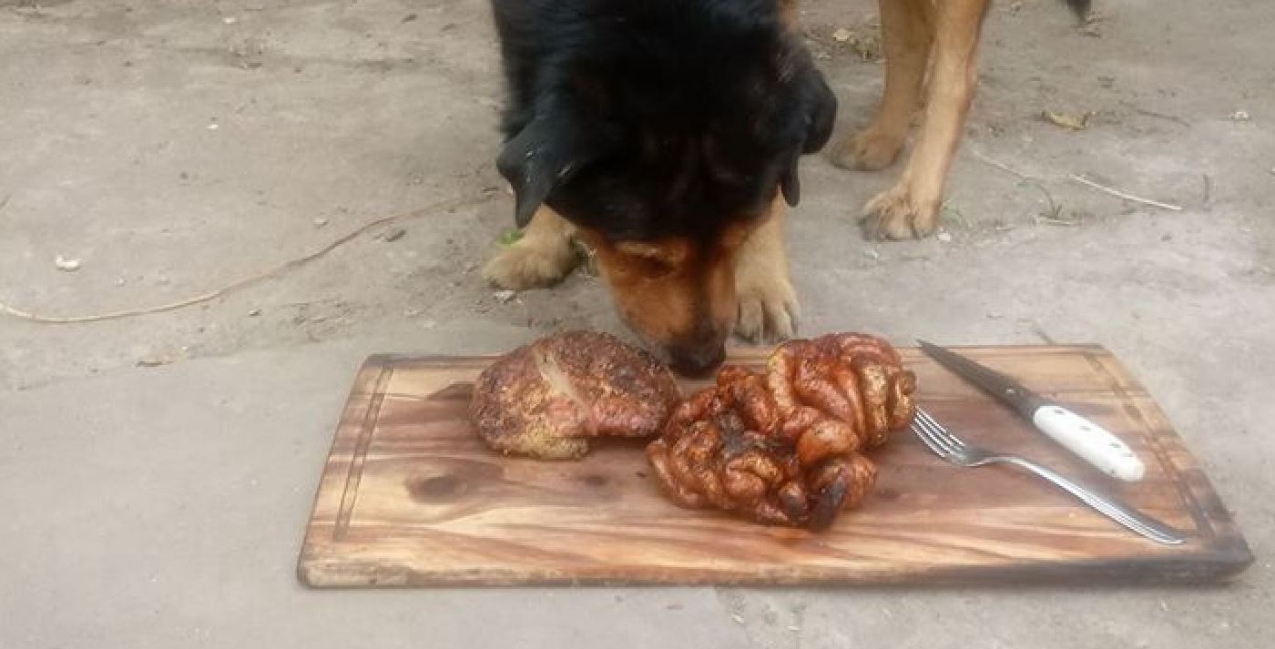 Su perro cumplió 15 años y un santafecino le hizo un asado para festejarlo | Redes