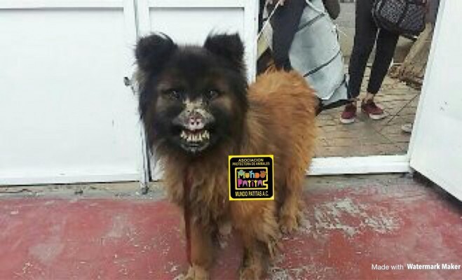 La terrible historia del perro que vivió 6 años atado a un árbol, comía basura y lo quemaron con ácido | Redes