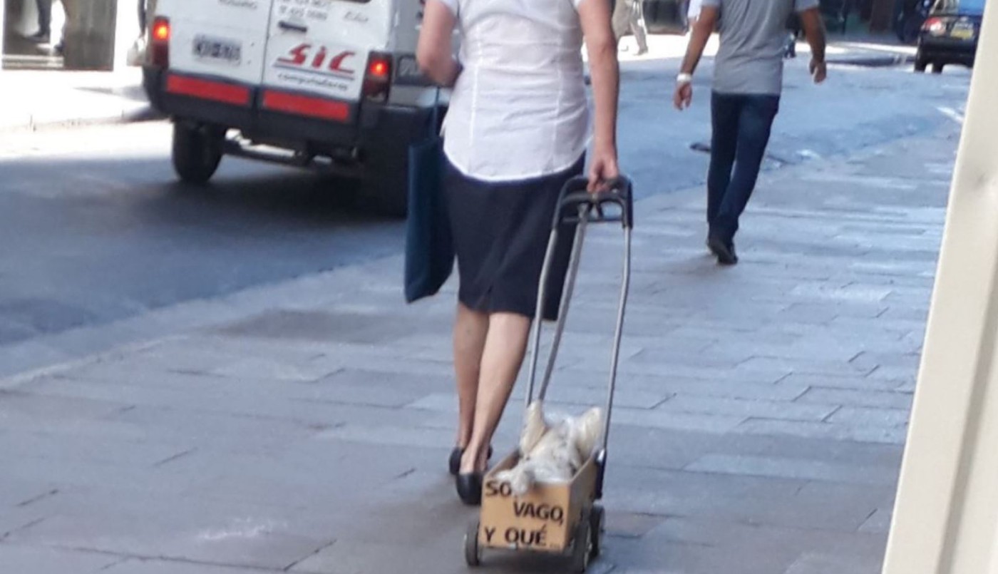 "Soy vago y qué", el perrito rosarino que es furor en las redes sociales | Redes