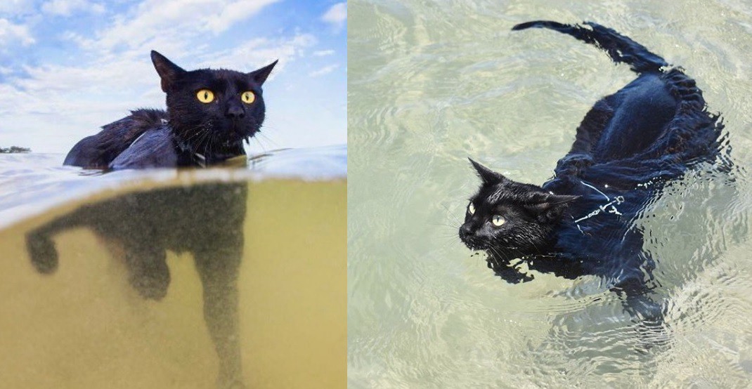 La increíble gatita "acuática" que nada como una sirena y conquista Instagram | Redes