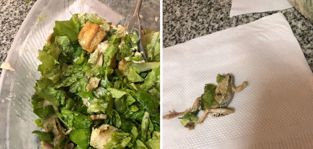 Pidió una ensalada a un restaurante de Palermo con una app y le vino con una rana muerta | Redes