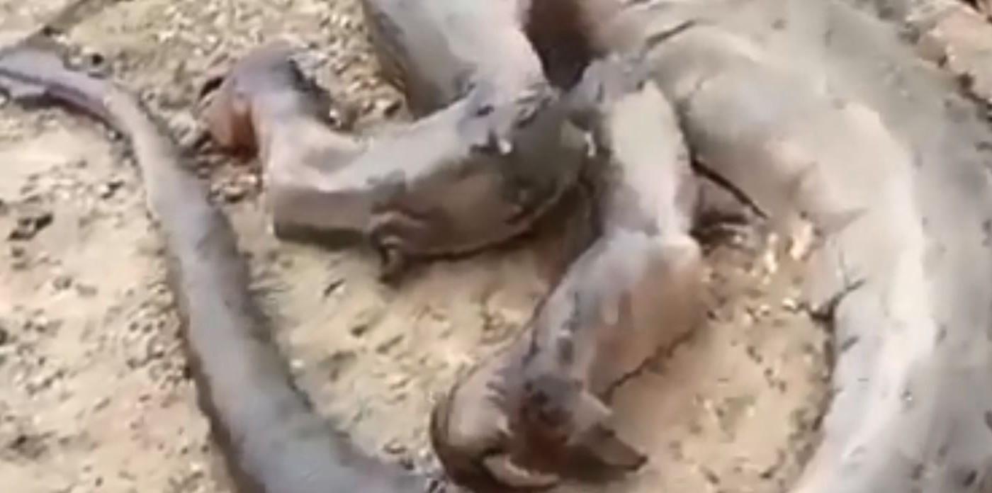 La historia detrás del supuestro dragón muerto encontrado en Marruecos que se volvió viral | Redes