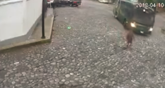 Fuerte video: la atropella un colectivo, se levanta y sigue caminando como si nada | Redes