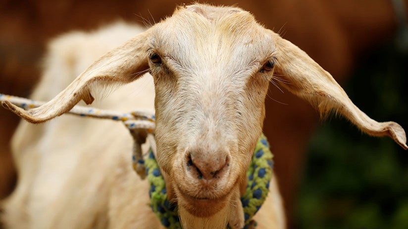 La sucesora del pulpo Paul: esta cabra predijo qué selección ganará el Mundial de Rusia 2018 | Redes