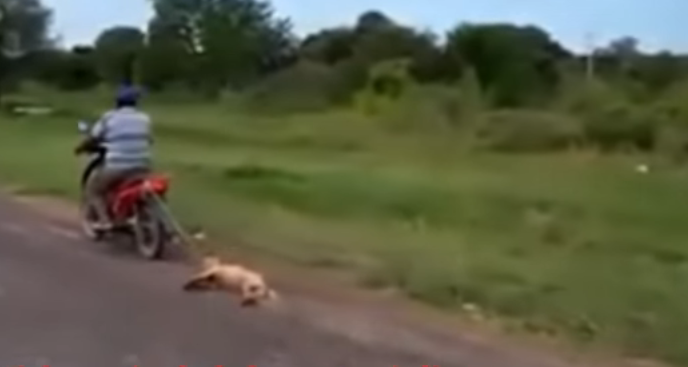Indignación en las redes: ató a su perra a la moto y la arrastró por varios kilómetros | Redes