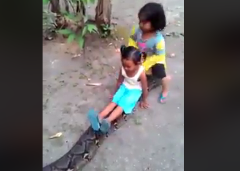 Impresionante video: dos nenas juegan con una enorme pitón | Redes