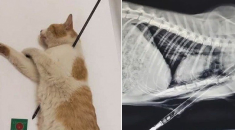 Salvaron a un gato con una flecha atravesada: buscan al agresor | Redes