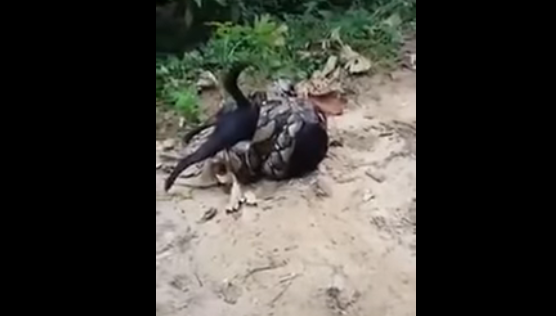 Video: el angustioso rescate de un perro que estaba a punto de morir estrangulado por una boa | Redes