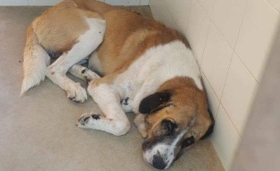 La triste historia de un perro abandonado que conmueve a todos en las redes | Redes