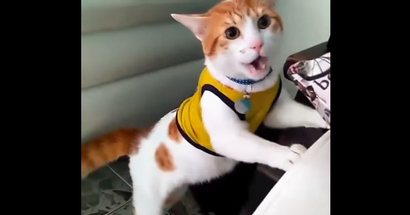 Viral Mundial: este gato maulla "gol" cuando convierte Colombia | Redes
