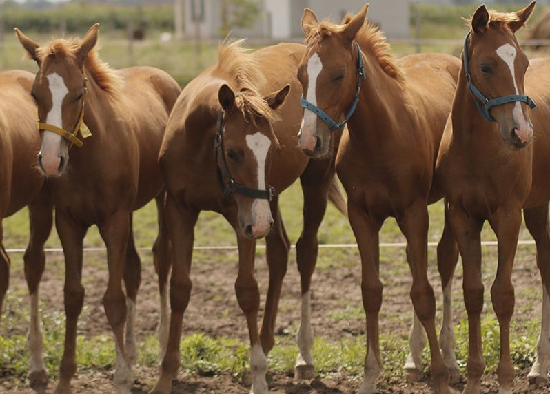La industria de la clonación en el polo | Economía