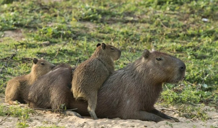 Denuncias por desalojos de carpinchos en Nordelta: “se los llevaron sin avisar” | Actualidad