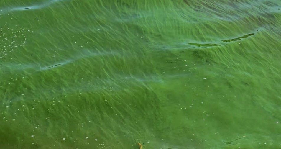 Alerta por la aparición de cianobacterias en la República de los Niños de La Plata | Clima, naturaleza y medio ambiente