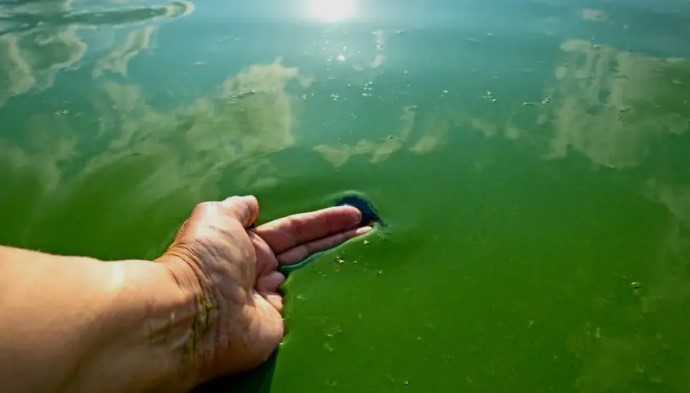 Cianobacterias en Buenos Aires: el mapa muestra incremento de sectores bajo alerta | Actualidad