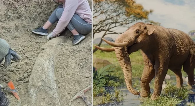 Miramar: encontraron un colmillo de elefante de más de 100.000 años | Actualidad