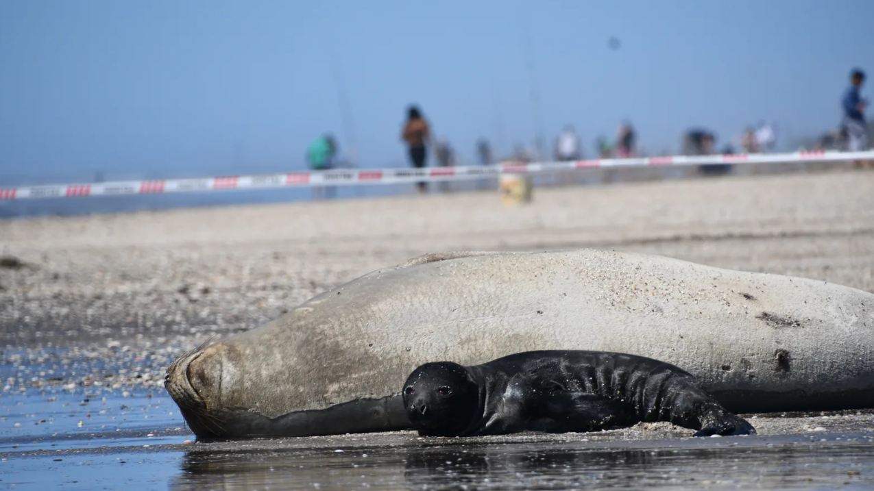"No tocar": guía para convivir con la fauna marina este verano | Clima, naturaleza y medio ambiente