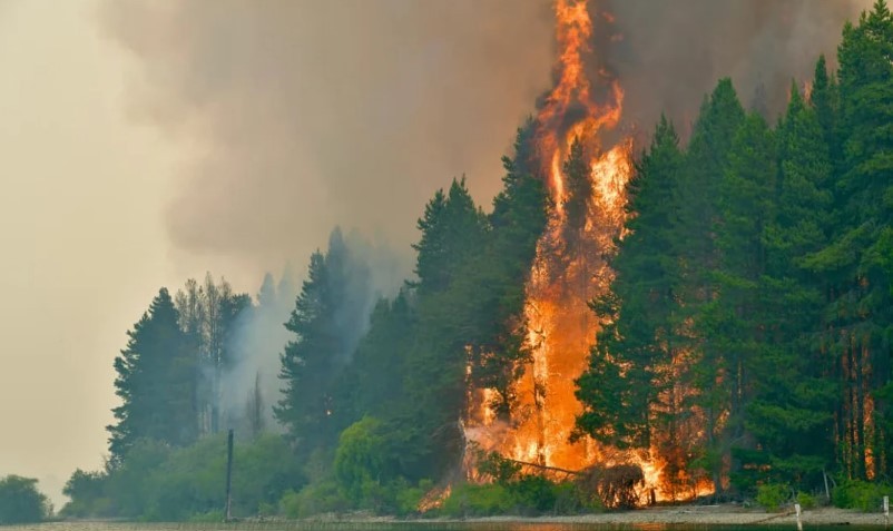 Declaran la emergencia ígnea en cuatro provincias por incendios en la Patagonia | Política