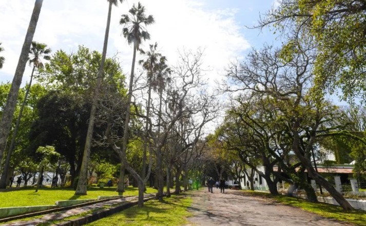 Alerta fitosanitaria: la isla Martín García bajo emergencia por plaga de insectos que afectan las palmeras | Actualidad