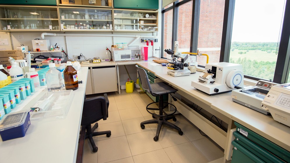 Cáncer de hígado: una revisión argentina pone a la epigenética en el centro del futuro terapéutico | Actualidad