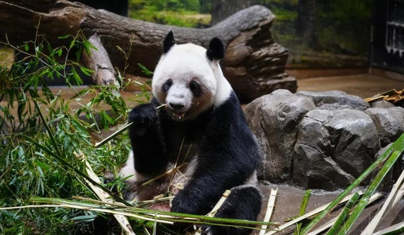 Tristeza en Japón: por primera vez en 50 años, se queda sin pandas | Internacionales
