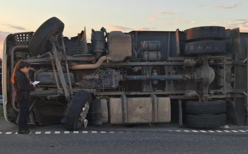 Pergamino: un camión que transportaba ganado volcó, el conductor murió y los vecinos faenaron a los animales | Actualidad