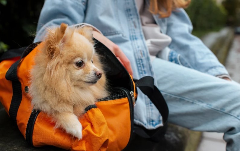 Habilitan el traslado de mascotas en micros y trenes de larga distancia | Actualidad