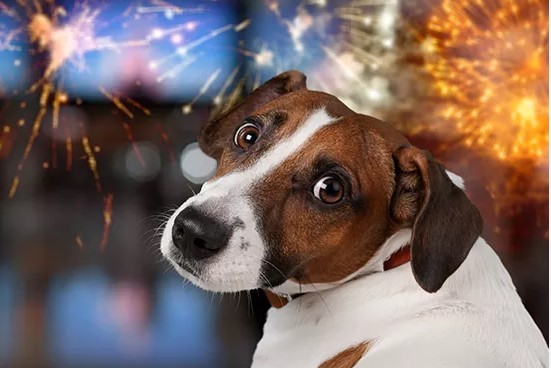 Pirotecnia y animales de compañía: cómo ayudarlos a atravesar las fiestas | Actualidad