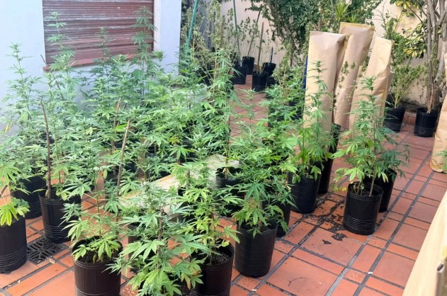 Entró a robar marihuana en una casa donde había más de 100 plantas y lo detuvo la Policía de la Ciudad | Actualidad