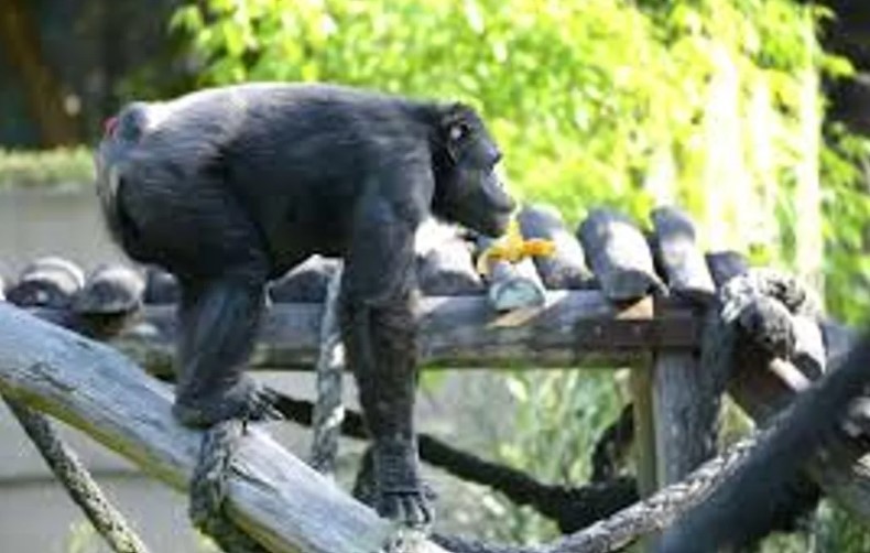 A los 49 años, murió Tomy, el histórico chimpancé del ex Zoológico de La Plata | Actualidad