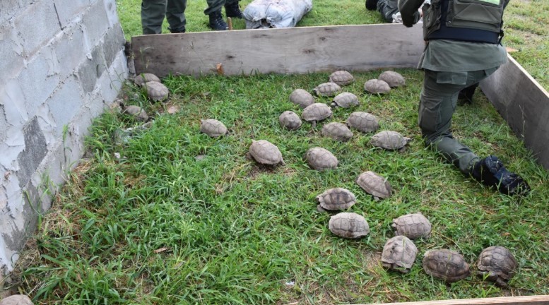 Santa Fe: trasladaban 150 tortugas y 100 loros en la carga de un camión | Actualidad