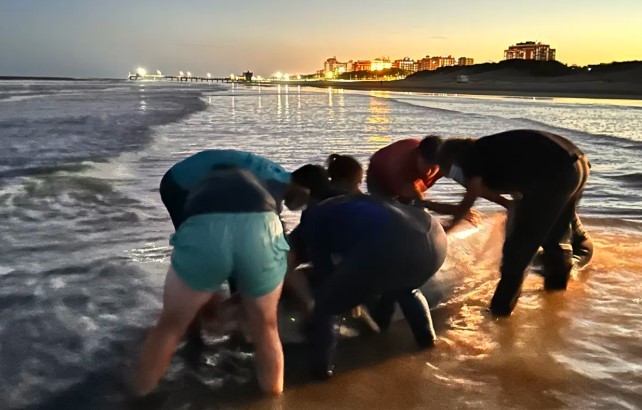 San Clemente del Tuyú: varó un fizio, una especie muy inusual de cetáceo | Clima, naturaleza y medio ambiente